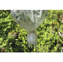 Pflanze mit Schutzvlies und Bindeband