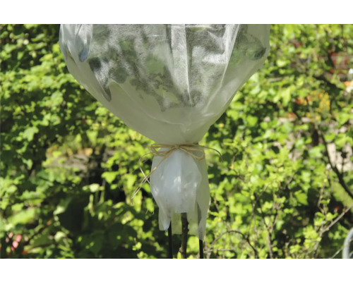 Pflanze mit Schutzvlies und Bindeband