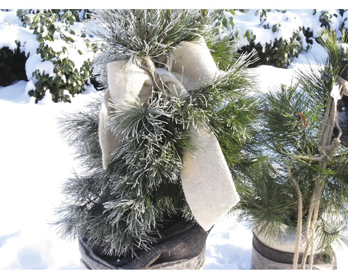 Dekorativer Nadelbaum mit Schleife im Topf