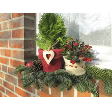 Dekorative Fensterbank mit Pflanzen und Tannengrün für die Weihnachtszeit.