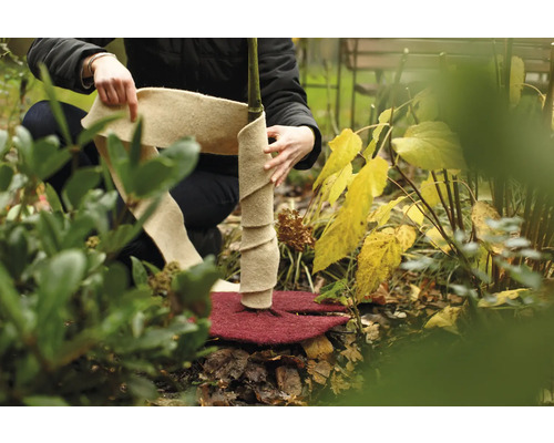 Person wickelt Baum mit Winterschutzvlies ein