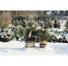Zwei kleine dekorierte Weihnachtsbäume im Schnee