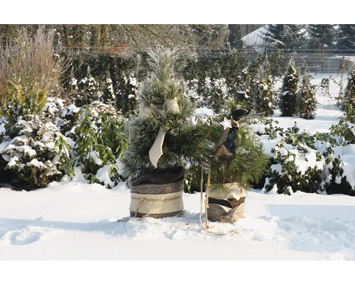 Zwei kleine dekorierte Weihnachtsbäume im Schnee