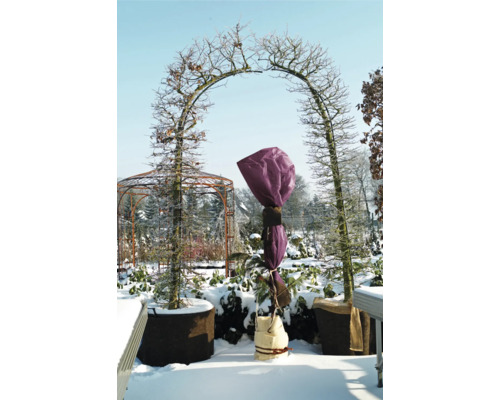 Wintergarten mit Baumtorbogen und Pflanzenschutz