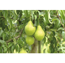 Birnen am Baum
