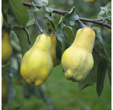 Quitten am Baum