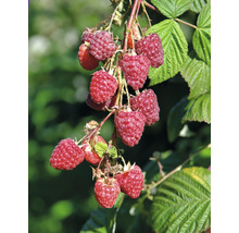 Nahaufnahme von Himbeeren an einem Strauch