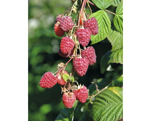 Nahaufnahme von Himbeeren an einem Strauch