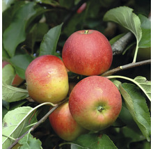 Reife Äpfel am Baum mit grünen Blättern