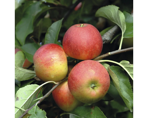 Reife Äpfel am Baum mit grünen Blättern