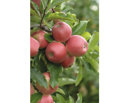 Äpfel am Apfelbaum