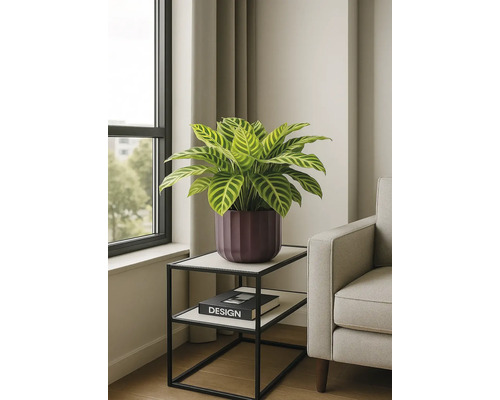 Zimmerpflanze in einem Topf auf einem Beistelltisch in einem hellen Raum.