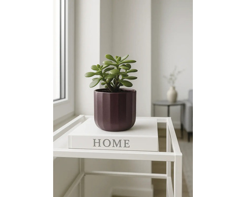 Sukkulente in einem Topf auf einem kleinen Tisch