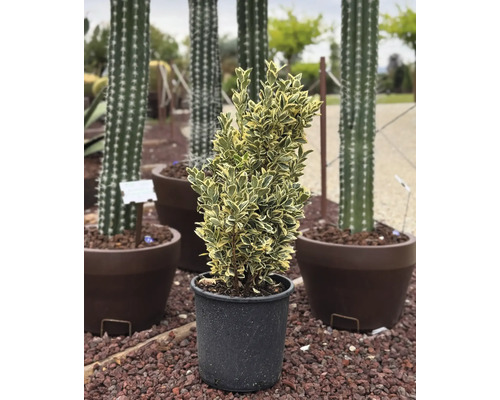 Immergrüner Spindelstrauch im Topf