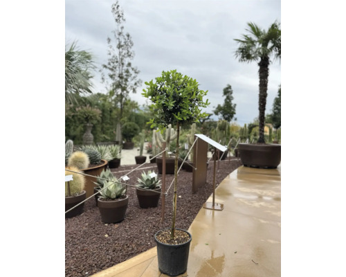 Lorbeerbaum im Topf für den Außenbereich