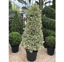 Im Topf gezogener Spindelstrauch mit kegelförmiger Form für den Garten