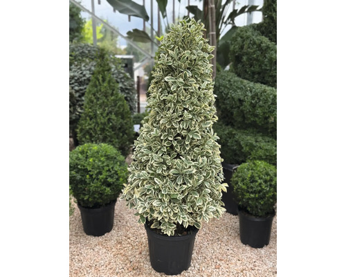 Im Topf gezogener Spindelstrauch mit kegelförmiger Form für den Garten