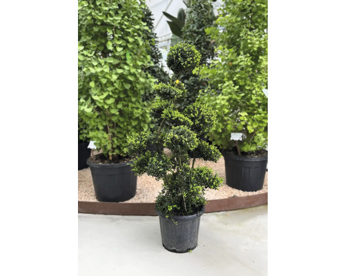 Formschnittgehölz im Topf
