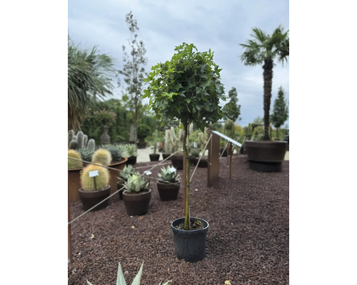 Kugelbaum im Topf auf Kiesboden