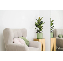 Sessel mit Kissen und Zimmerpflanze auf einem Beistelltisch