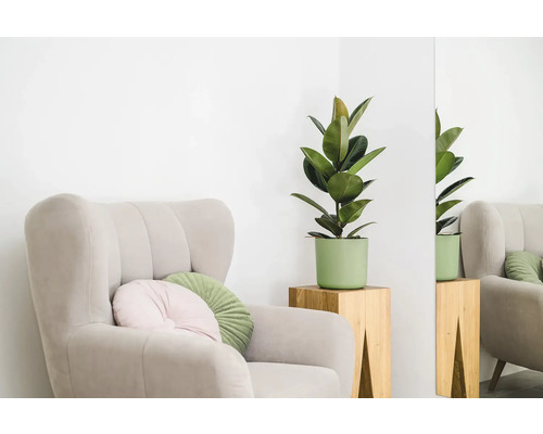 Sessel mit Kissen und Zimmerpflanze auf einem Beistelltisch