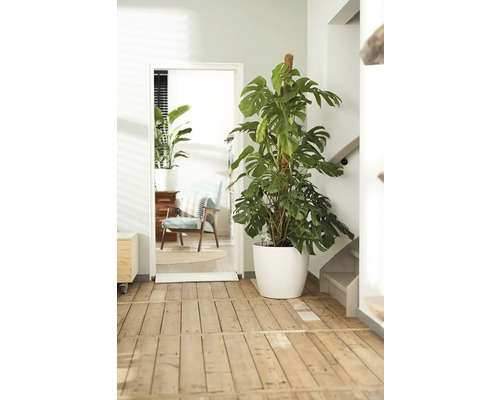 Innenraumszene mit einer Monstera-Zimmerpflanze in einem weißen Topf neben einer Tür.