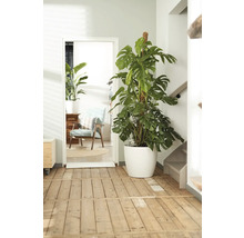 Monstera Zimmerpflanze mit Rankhilfe in weißem Topf in einem hellen Raum