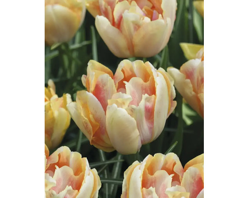 Nahaufnahme von gelblich-roten Tulpenblüten