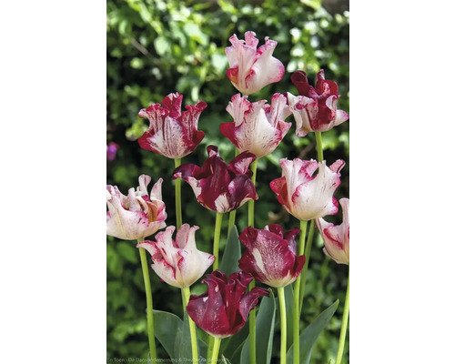 Tulpen mit geflammten Blütenblättern im Garten