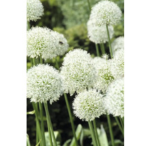 Dekoratives Zierlauchgewächs im Garten