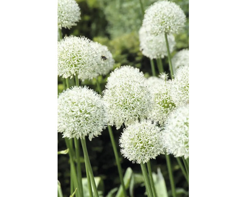 Dekoratives Zierlauchgewächs im Garten