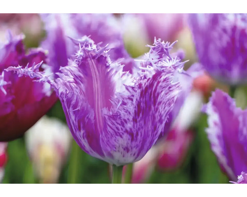 Nahaufnahme einer lila gefiederten Tulpe