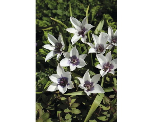 Blütenstand von Wildtulpen im Garten