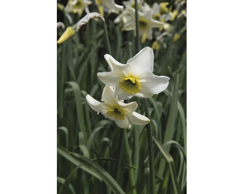 Narzissen im Gartenbeet