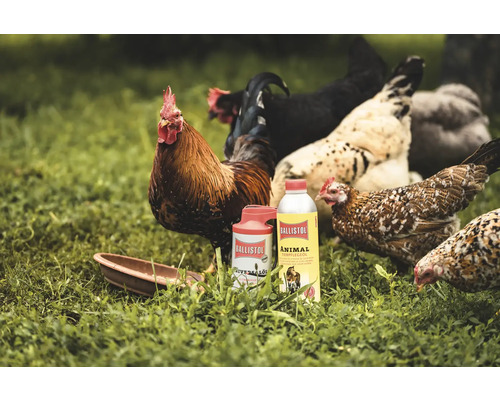 Ballistol Tierpflegeprodukte mit Hühnern im Gras