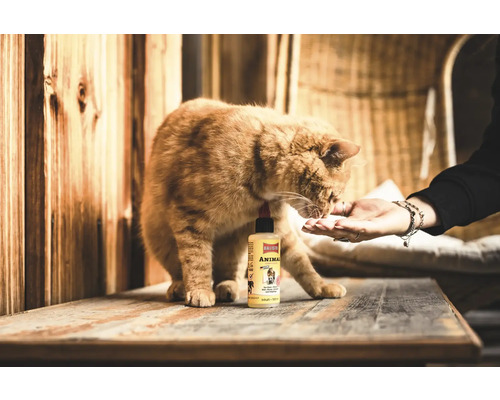 Katze leckt aus der Hand neben einer Flasche Ballistol Animal Tierpflegeöl