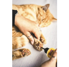 Katze erhält Krallenpflege mit einem Werkzeug