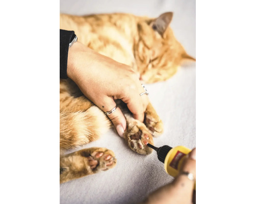 Katze erhält Krallenpflege mit einem Werkzeug