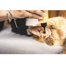 Eine Person trägt eine Lösung auf die Pfote einer Katze auf