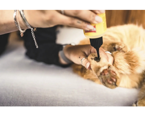 Eine Person trägt eine Lösung auf die Pfote einer Katze auf