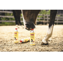 Pferd berührt Ballistol Tierpflegeöl Flasche mit der Nase