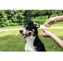 Hund erhält Ohrenpflege mit Reinigungsmittel
