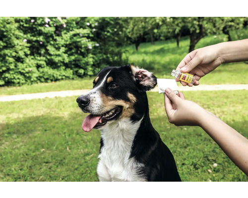 Hund erhält Ohrenpflege mit Reinigungsmittel