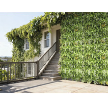 Hausfassade mit vertikalem Garten und Kletterpflanzen