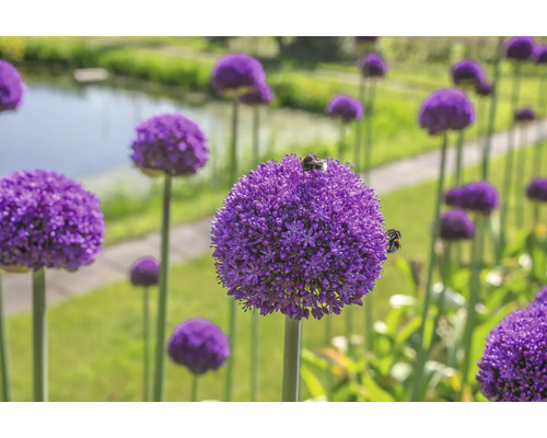 Blühender Zierlauch im Garten mit Insekten