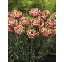 Nahaufnahme von gefüllten Tulpen im Gartenbeet