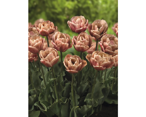 Nahaufnahme von gefüllten Tulpen im Gartenbeet