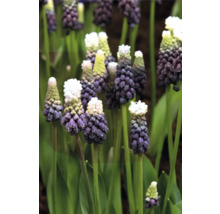 Nahaufnahme von Traubenhyazinthen im Garten