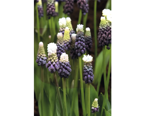 Nahaufnahme von Traubenhyazinthen im Garten