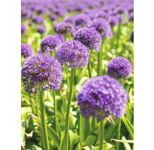 Feld mit Zierlauchblüten